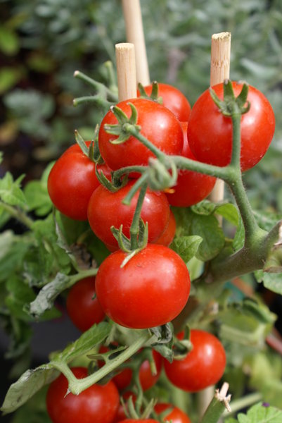 Kruiden voeding | Compo | 1 liter (Bio-label, Natuurlijk, Vloeibaar) Compo